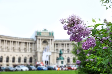 Photo of VIENNA, AUSTRIA - APRIL 26, 2019: Blooming lilac bush in front of Hofburg Palace on Heldenplatz