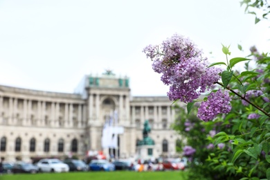 VIENNA, AUSTRIA - APRIL 26, 2019: Blooming lilac bush in front of Hofburg Palace on Heldenplatz