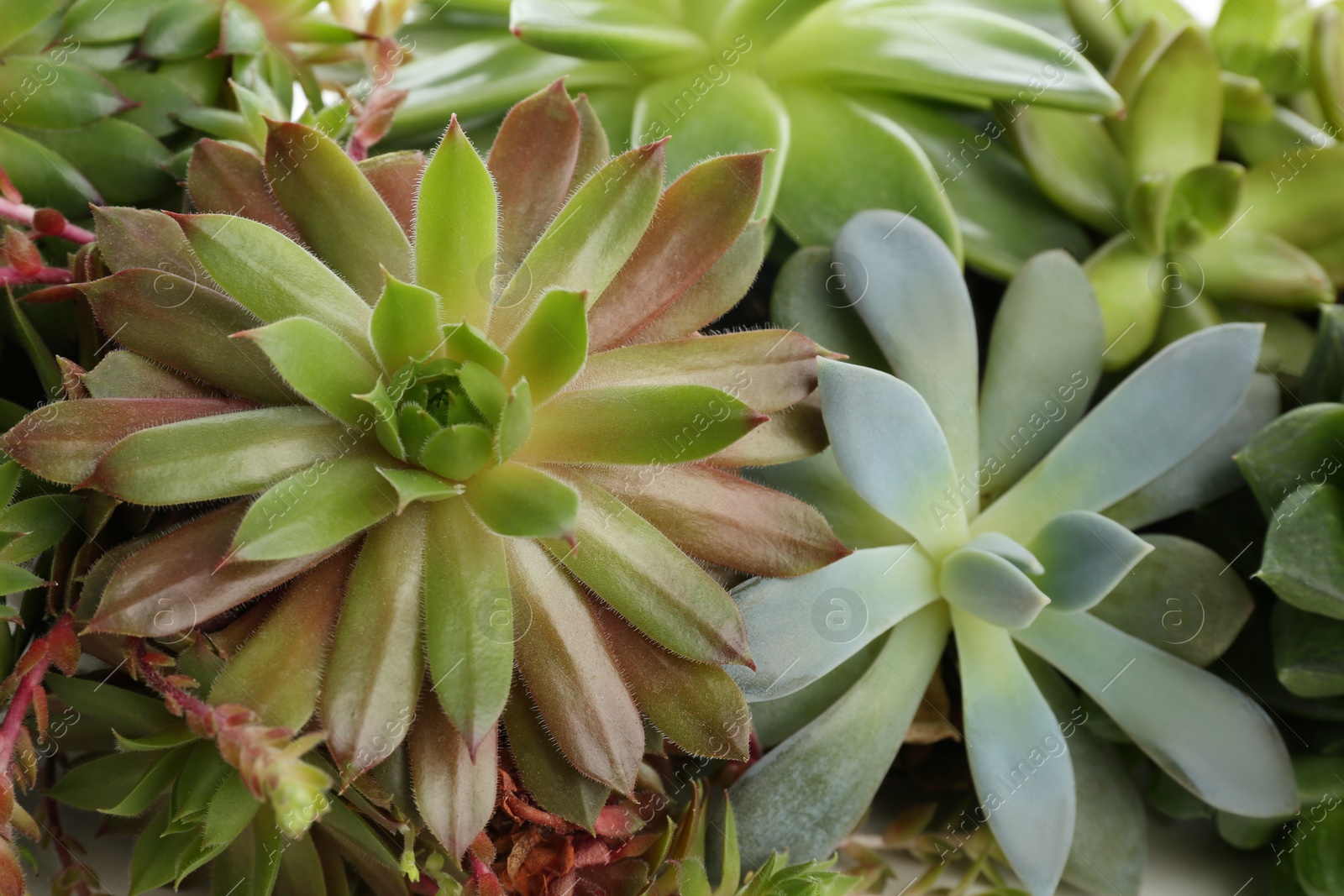 Photo of Many different echeverias as background, closeup. Succulent plants