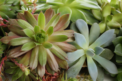 Many different echeverias as background, closeup. Succulent plants