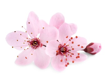 Photo of Beautiful pink sakura tree blossoms isolated on white