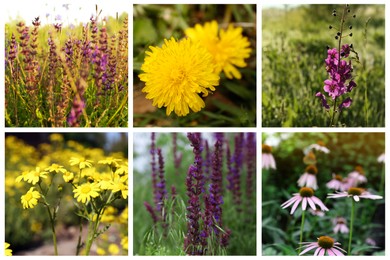 Collage with photos of different beautiful wild flowers growing in meadow