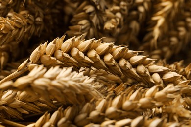 Photo of Dried ears of wheat as background, closeup