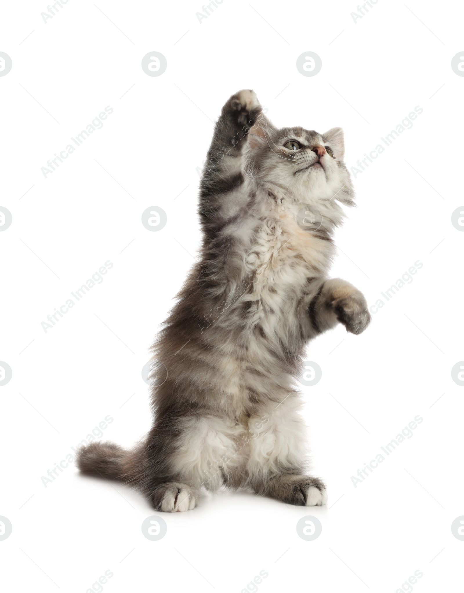 Photo of Cute fluffy kitten on white background. Baby animal