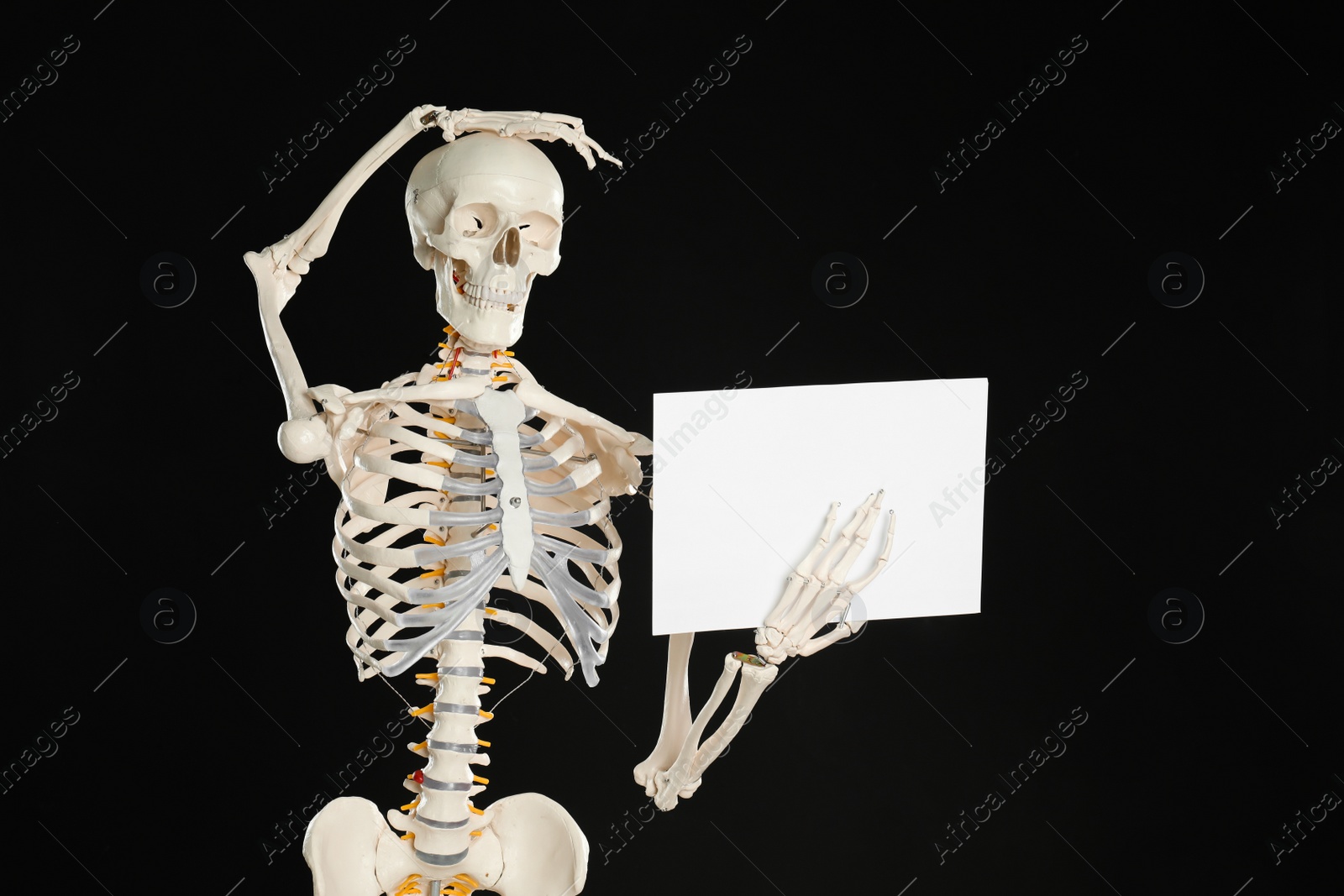 Photo of Artificial human skeleton model with blank paper sheet on black background. Space for text