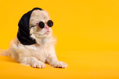 Photo of Cute Pekingese dog with bandana and sunglasses on yellow background. Space for text