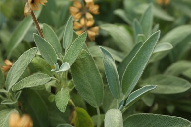 Photo of Beautiful sage with green leaves growing outdoors, closeup