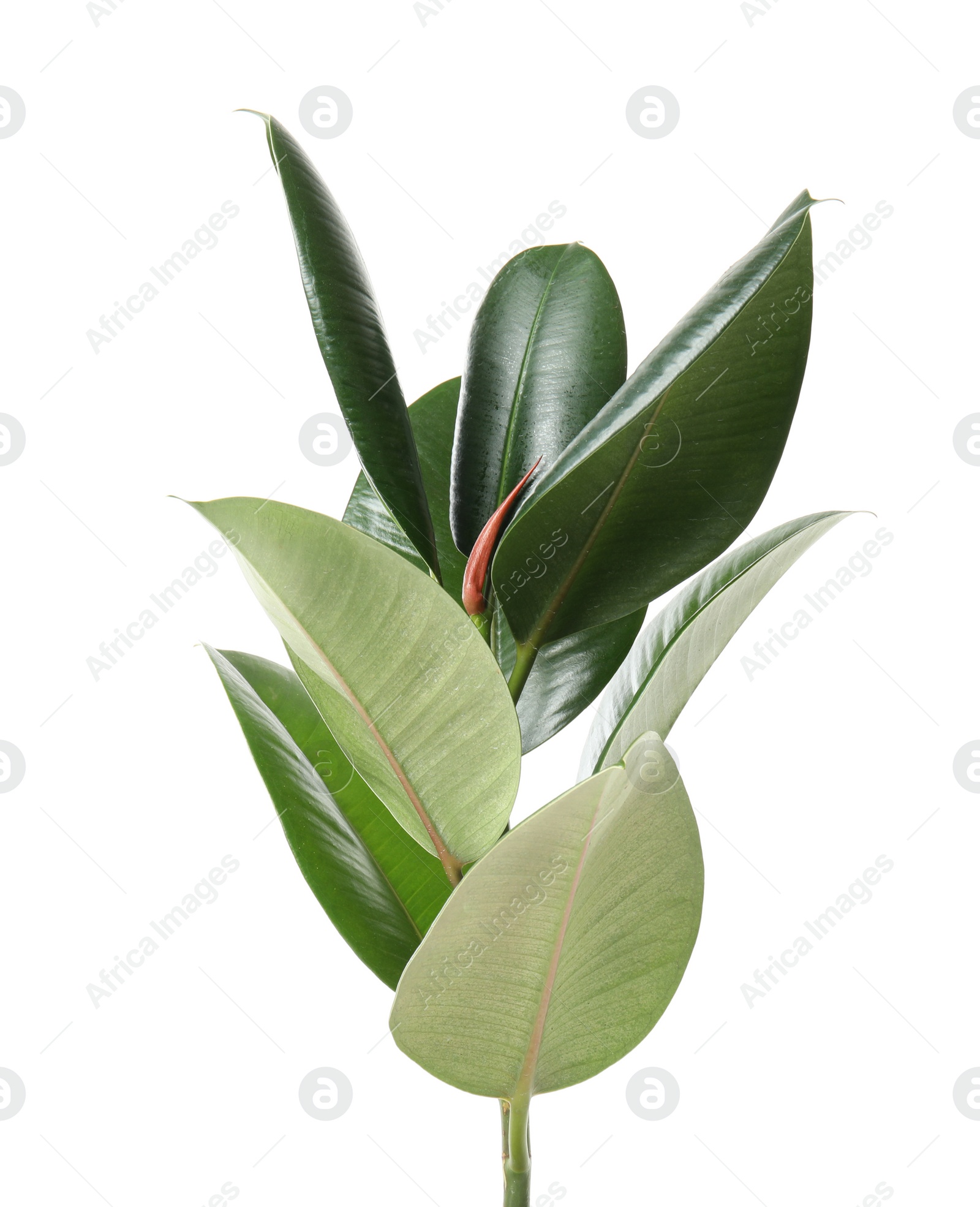 Photo of Beautiful rubber plant on white background. Home decor