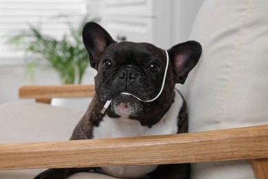 Photo of Naughty French Bulldog chewing wire of USB cable in armchair indoors