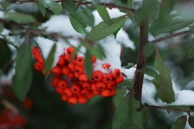 Photo of Berries on rowan tree branch covered with snow outdoors, closeup