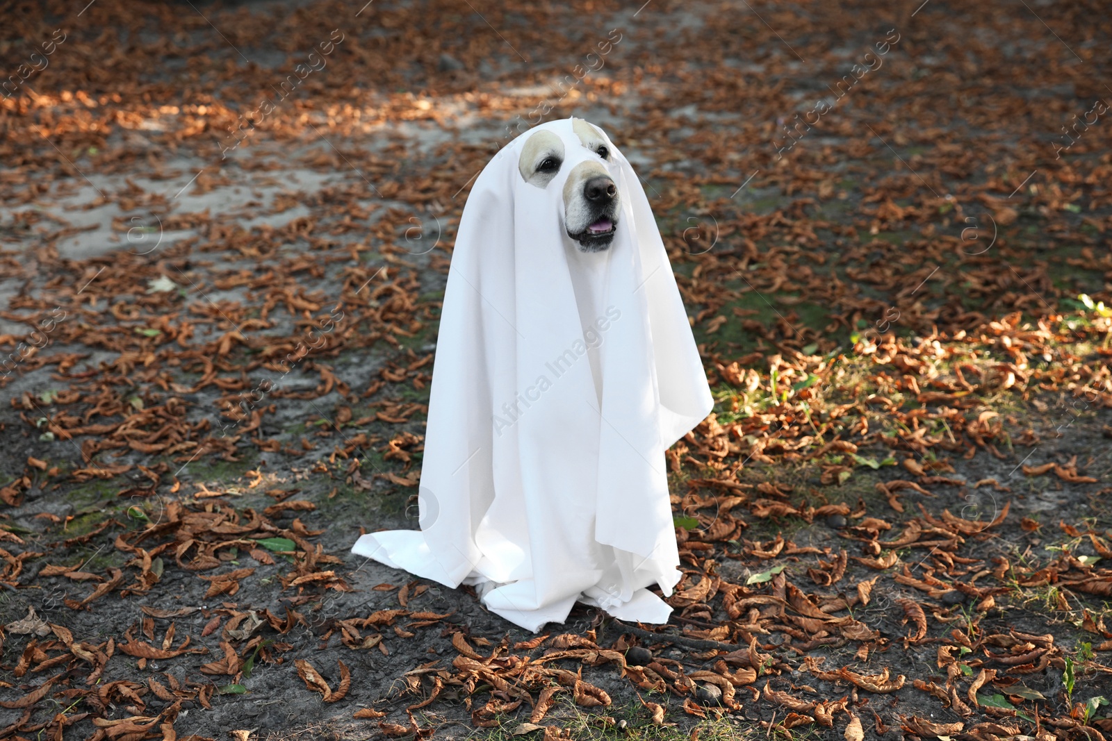 Photo of Cute Labrador Retriever dog wearing ghost costume in autumn park on Halloween