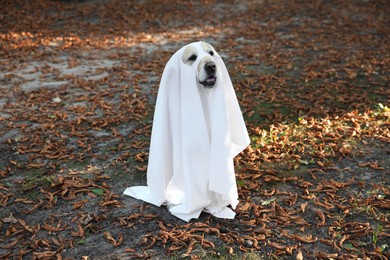 Photo of Cute Labrador Retriever dog wearing ghost costume in autumn park on Halloween