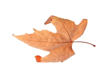 Photo of Dry leaf isolated on white. Autumn season