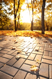 Pavement with beautiful bright leaves in park. Autumn season