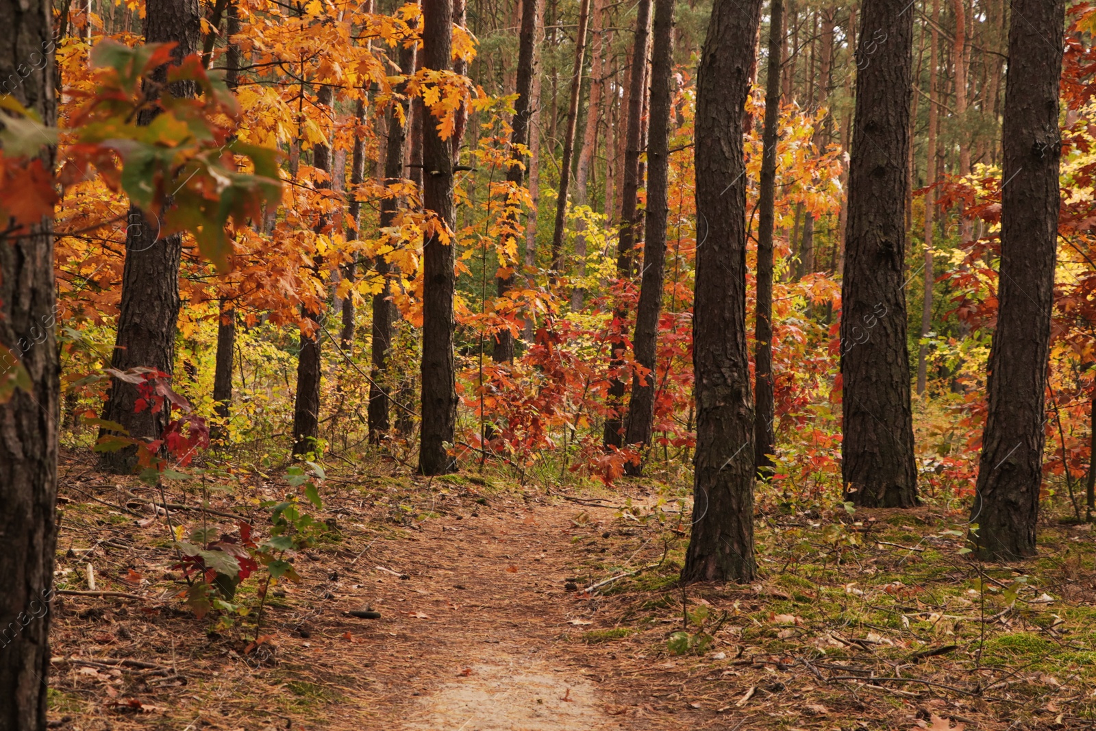 Photo of Trail and beautiful trees in forest. Autumn season