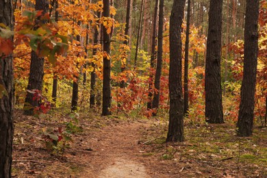 Trail and beautiful trees in forest. Autumn season