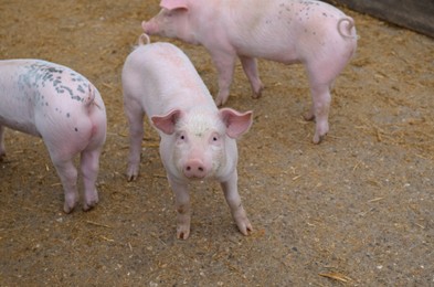 Many cute pigs in paddock at farm
