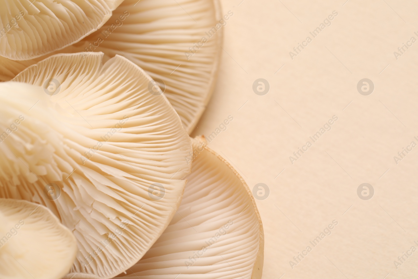 Photo of Fresh oyster mushrooms on beige background, macro view. Space for text