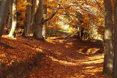 Amazing landscape with trail in autumn forest on sunny day