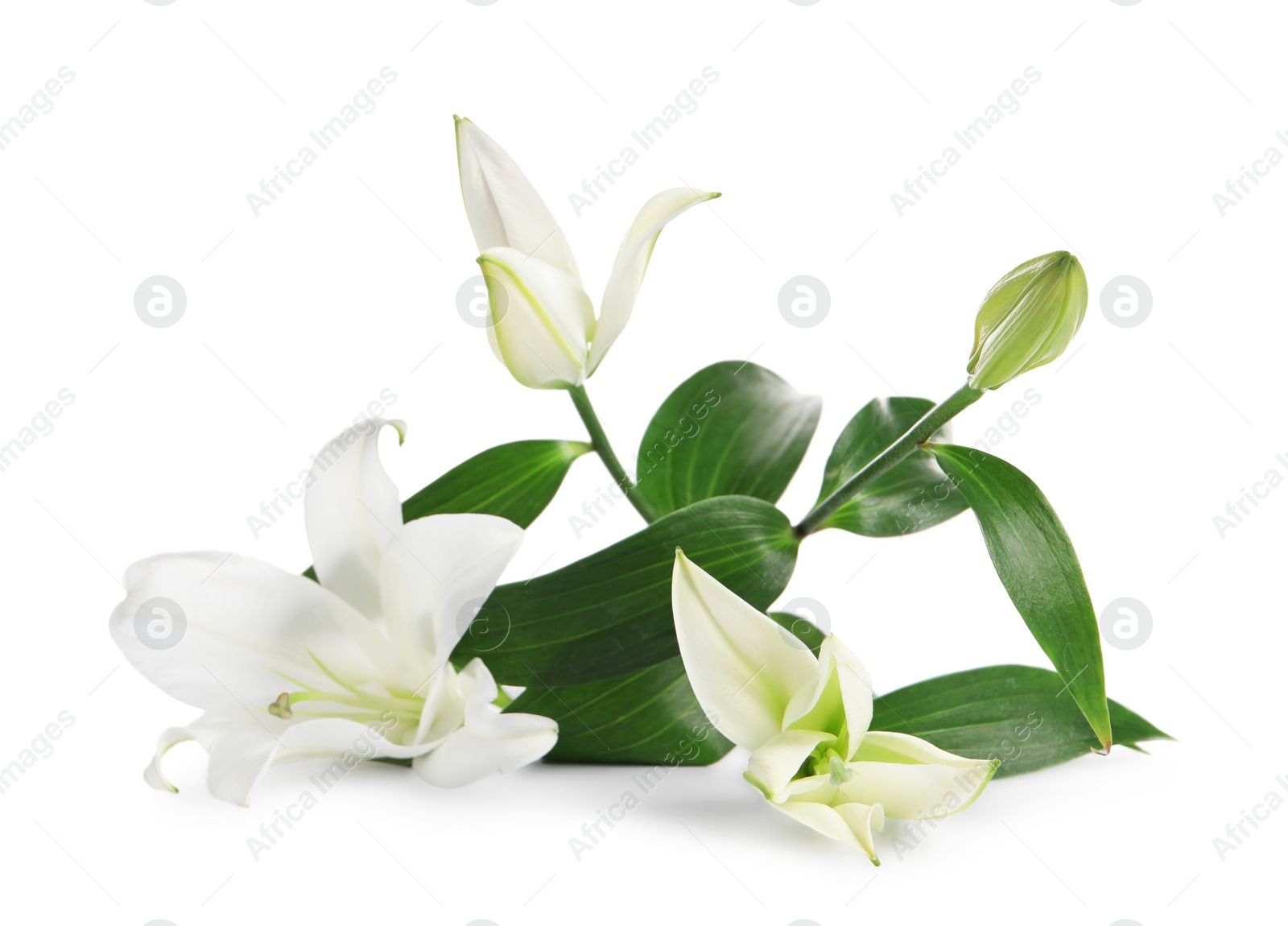 Photo of Beautiful fresh lily flowers isolated on white