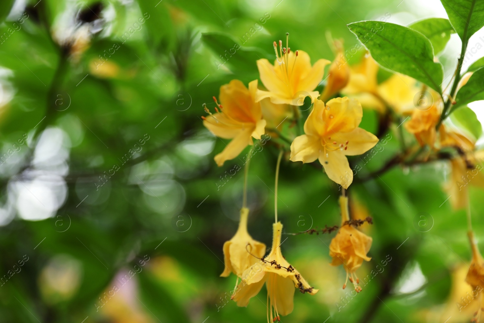 Photo of Beautiful tiny tropical flowers in botanical garden, closeup. Space for text