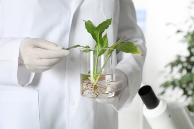 Lab assistant holding plant in beaker on blurred background, closeup. Biological chemistry