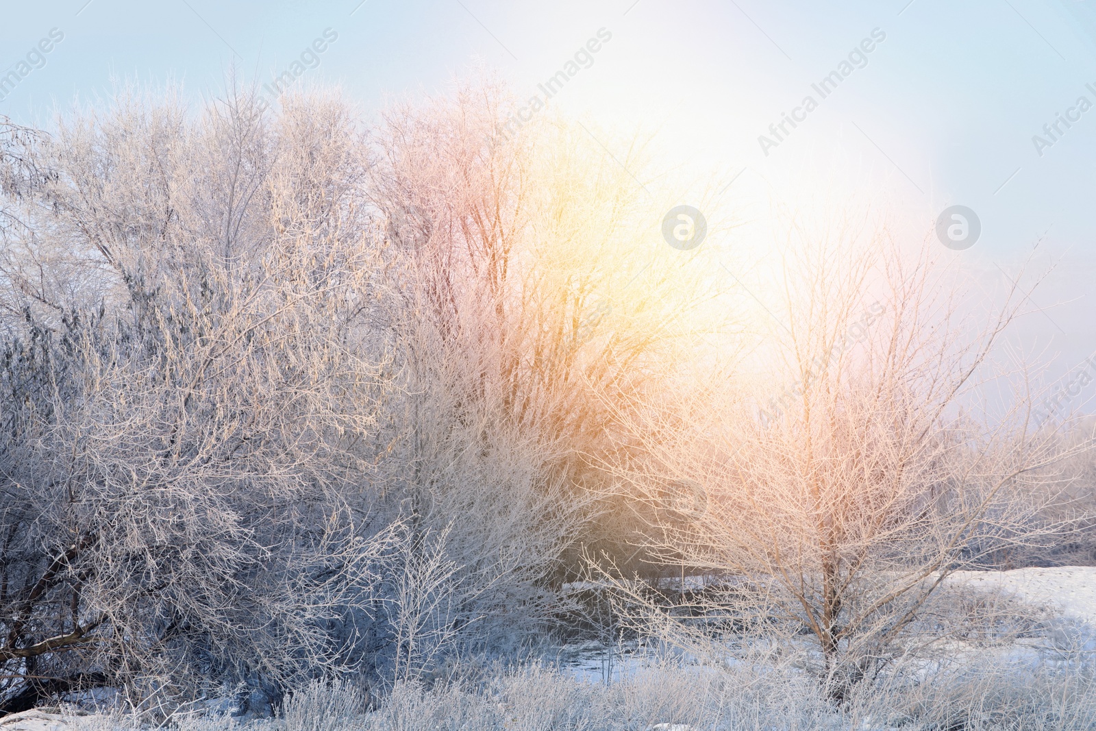 Image of Amazing winter morning. Beautiful forest covered with snow