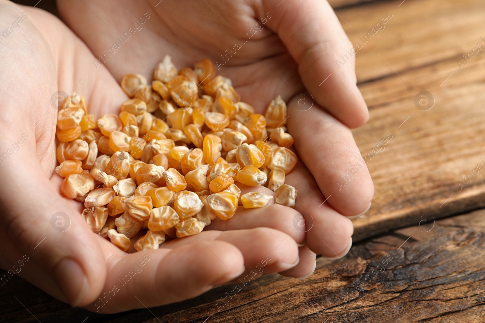 Photo of Woman holding pile of corn seeds over wooden table, closeup. Vegetable planting