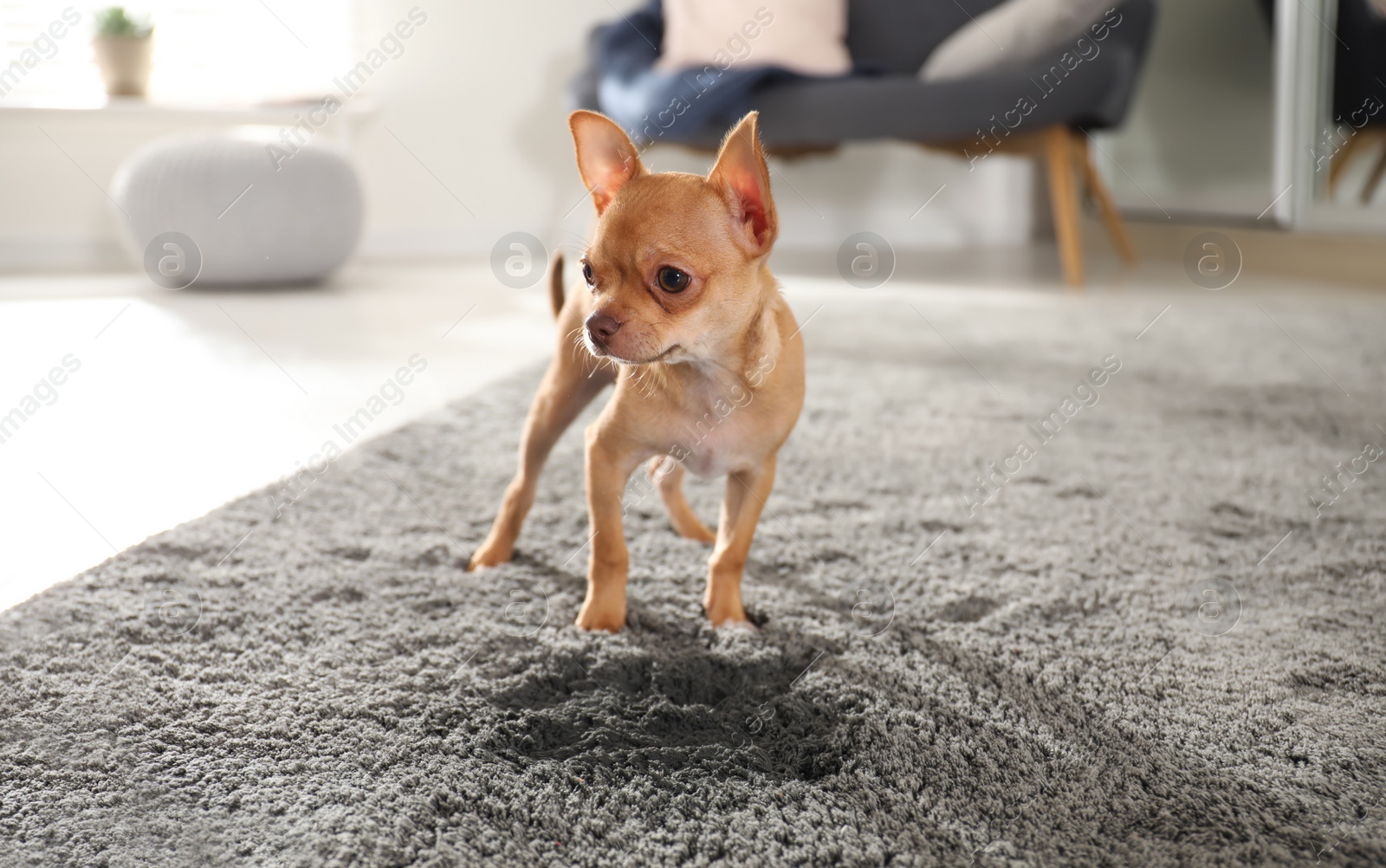 Photo of Cute Chihuahua puppy near wet spot on carpet indoors