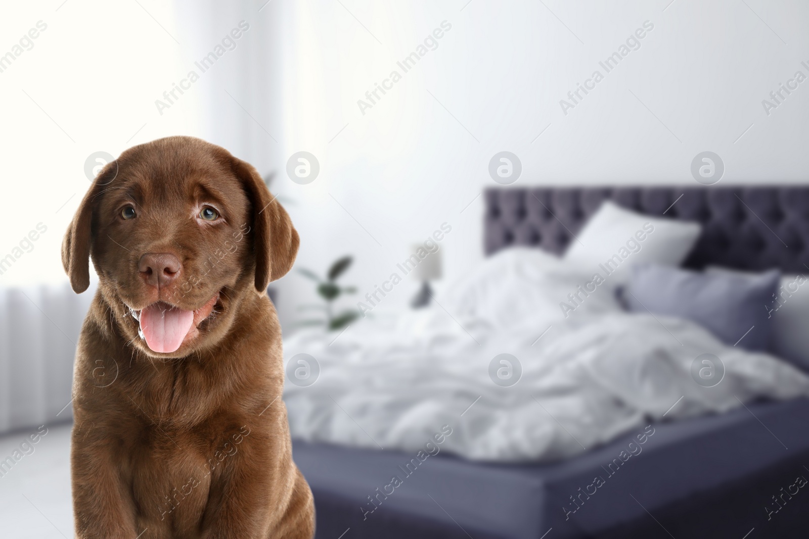 Image of Adorable puppy in bedroom, space for text. Pet friendly hotel