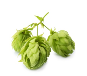 Fresh green hops on white background. Beer production