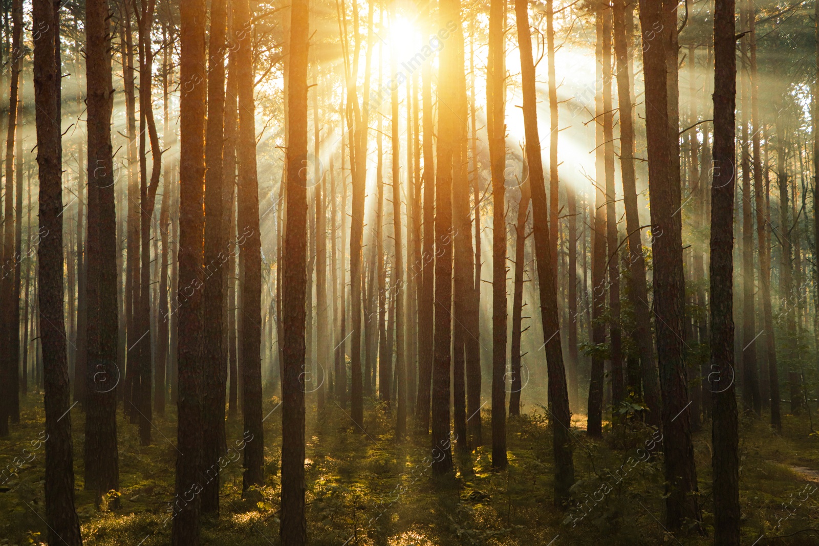 Photo of Majestic view of forest with sunbeams shining through trees in morning