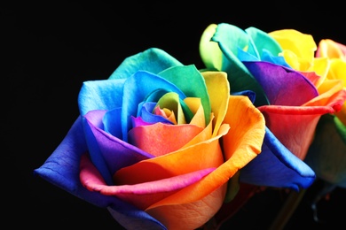 Photo of Amazing rainbow rose flowers on black background