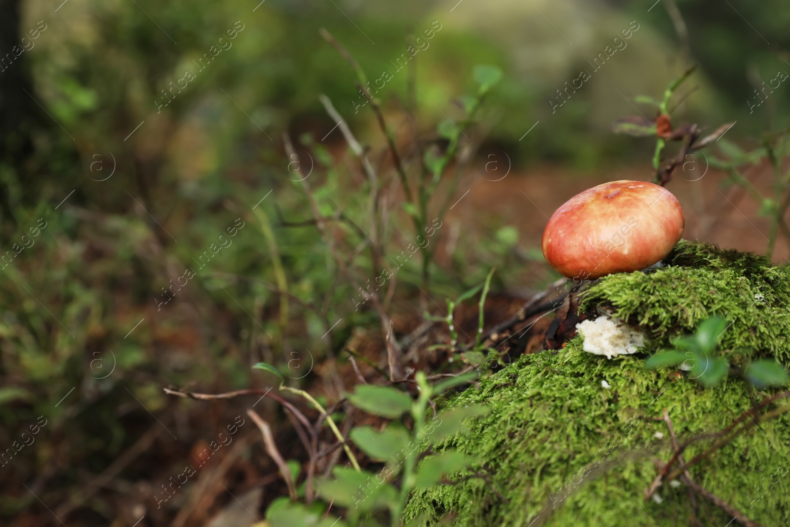 Photo of Small forest mushroom. Space for text