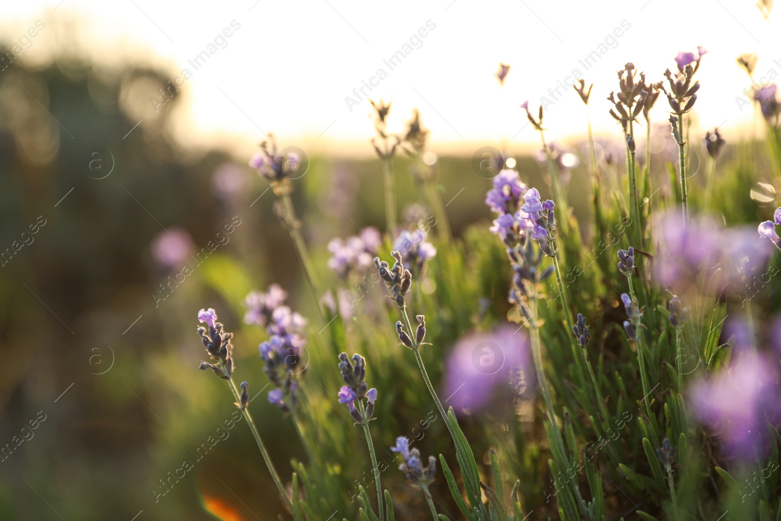 Image of Beautiful sunlit lavender flowers outdoors, closeup view