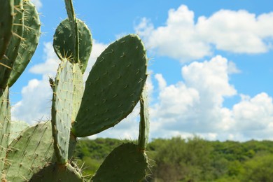 Photo of Beautiful green prickly pear cactus growing outdoors, space for text