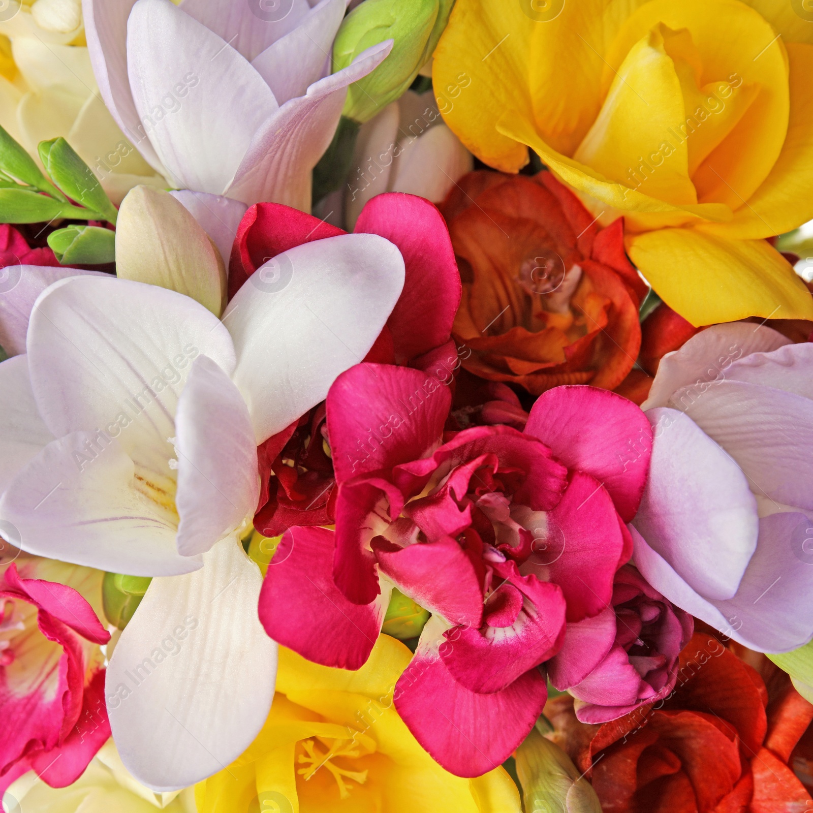 Photo of Beautiful bright spring freesia flowers as background