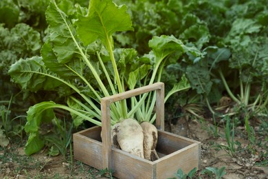 Photo of Fresh white beet plants in wooden crate outdoors