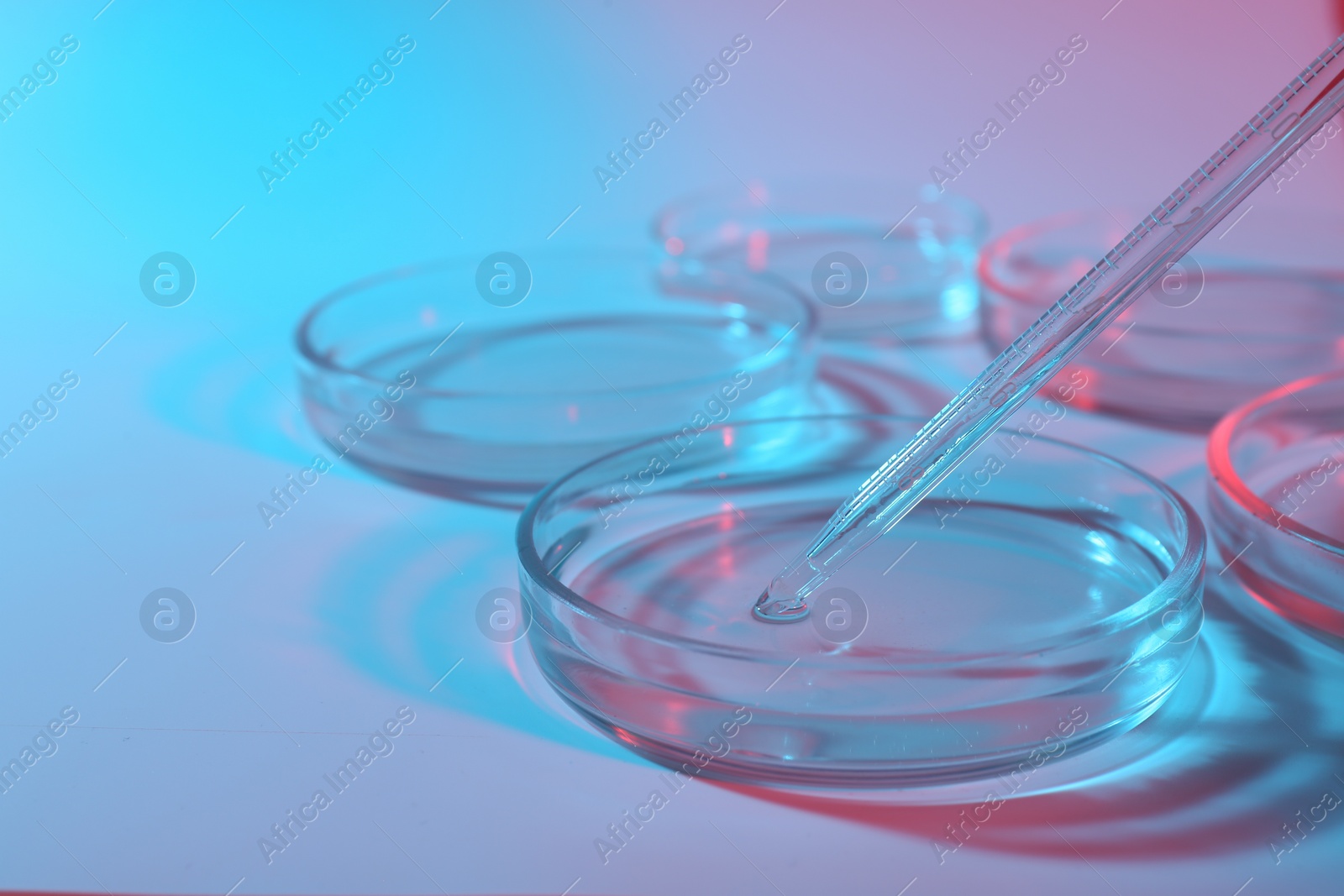 Photo of Petri dishes with liquid samples and pipette on color background, closeup. Space for text