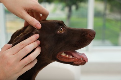 Photo of Woman examining her dog's skin for ticks at home, closeup