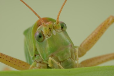 Photo of Small green grasshopper. Macro photography of insect