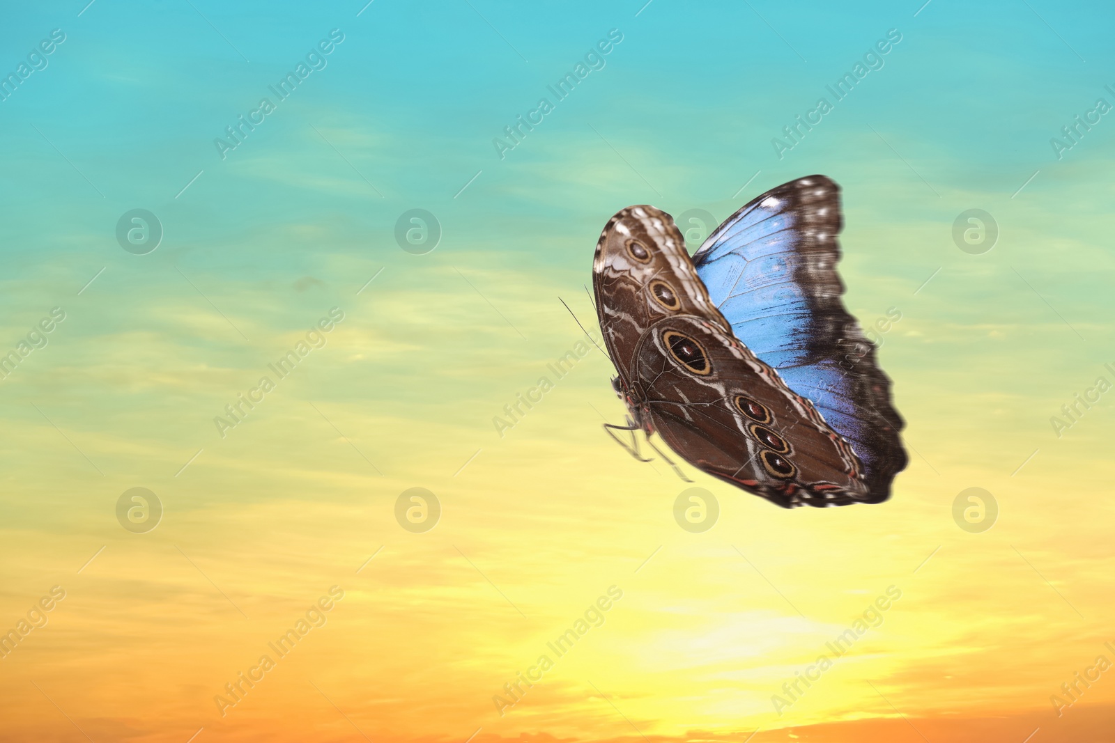 Image of Beautiful butterfly flying in sky at sunset