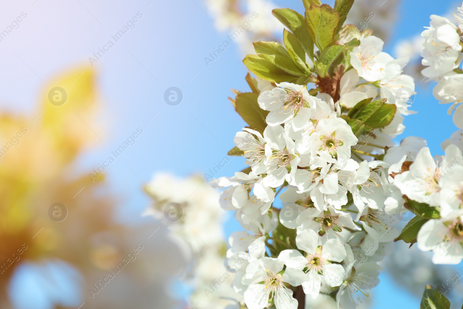 Photo of Branch of blossoming cherry plum tree against blue sky, closeup. Space for text
