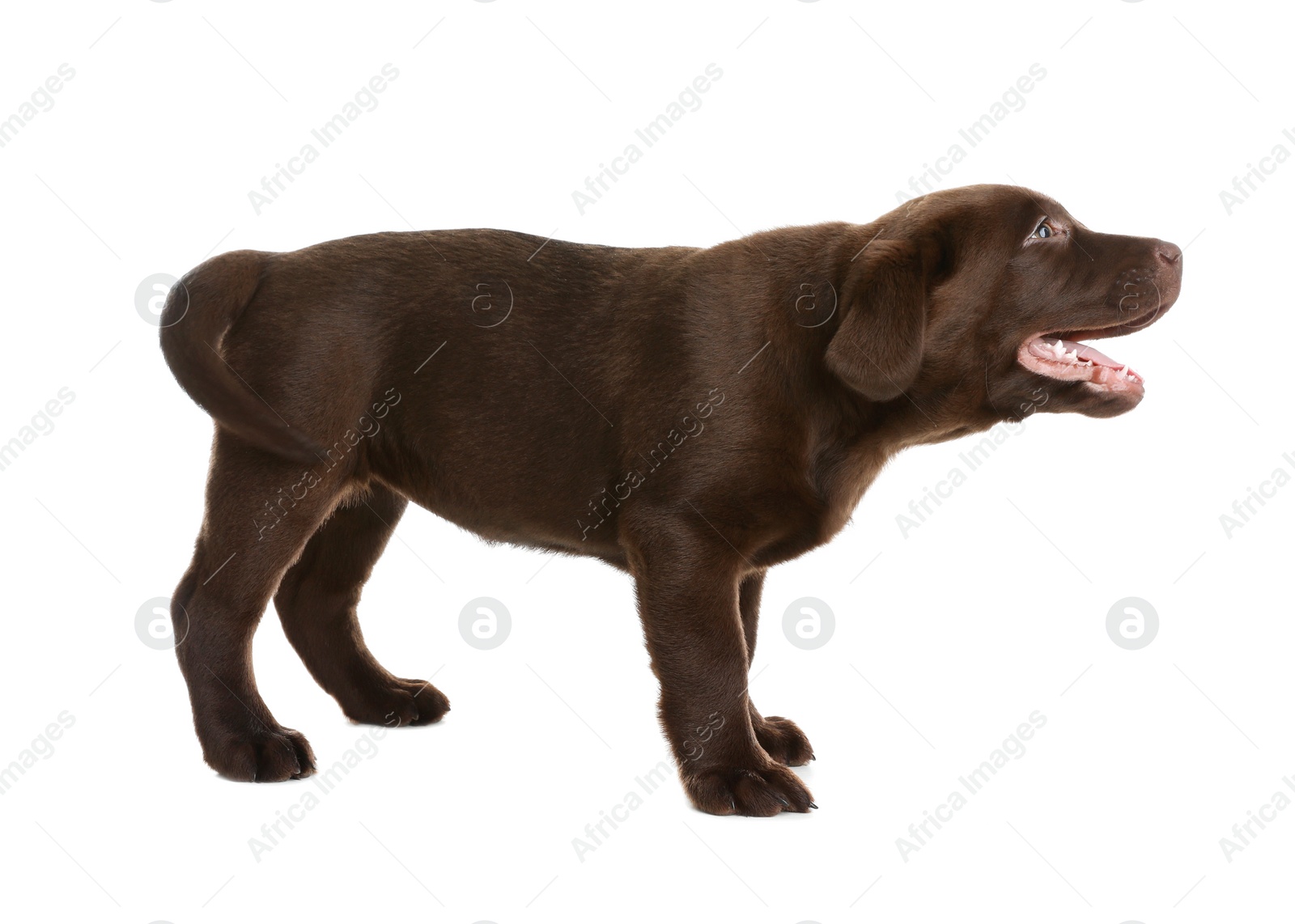 Photo of Chocolate Labrador Retriever puppy on white background