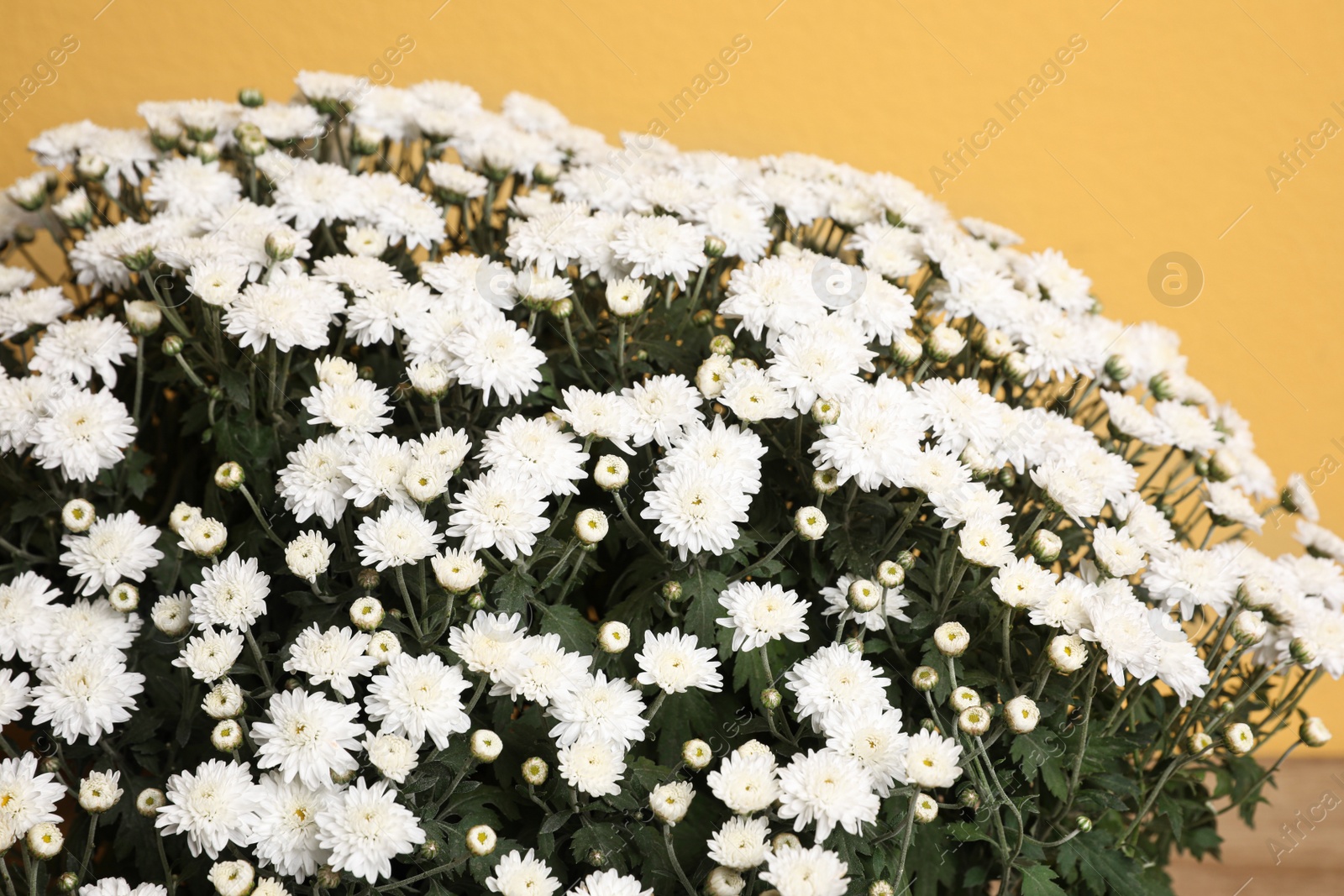 Photo of Fresh white chrysanthemum flowers on yellow background