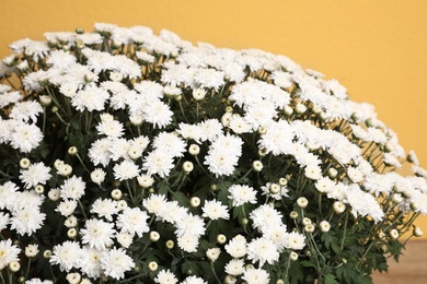 Fresh white chrysanthemum flowers on yellow background