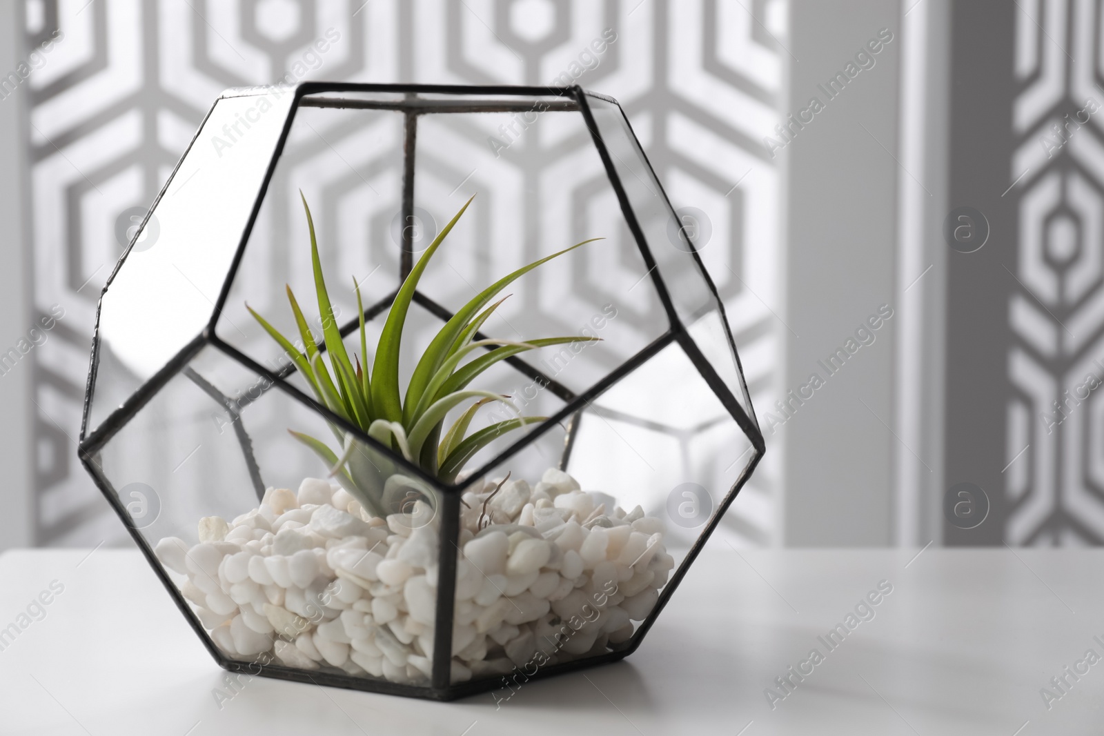 Photo of Tillandsia plant in florarium on white table. House decor