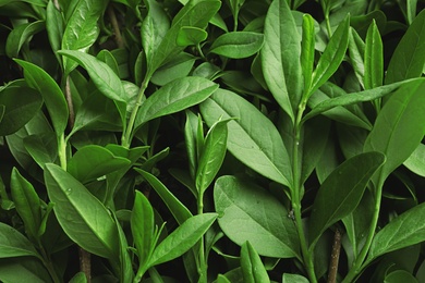 Beautiful spring green leaves as background