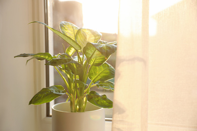 Photo of Potted Dieffenbachia plant near window at home. Space for text