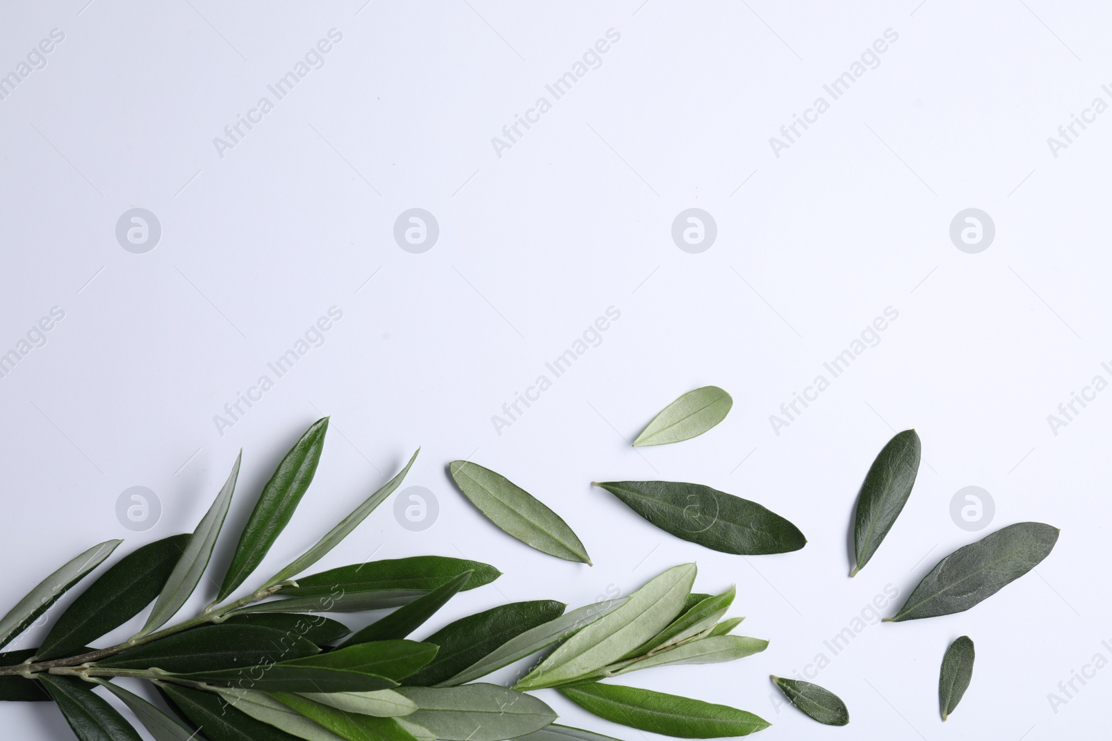 Photo of Olive twig with fresh green leaves on white background, top view. Space for text